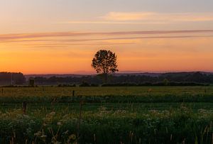 arbre solitaire sur Tania Perneel