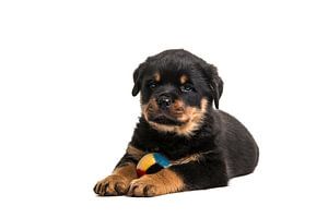 Rottweiler puppy met bal