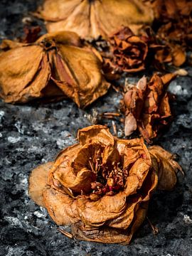 Dried up colourful flowers in cemetery by Jack Tummers