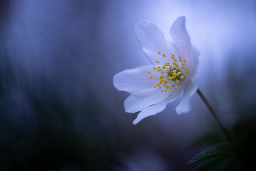 Wood anemone by Christien van der Veen Fotografie