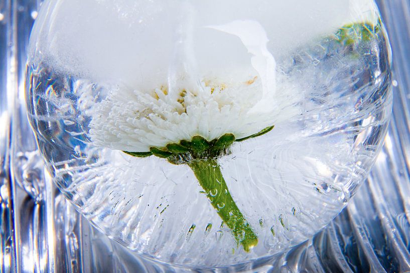 Bellis in kristallklarem Eis 2 von Marc Heiligenstein