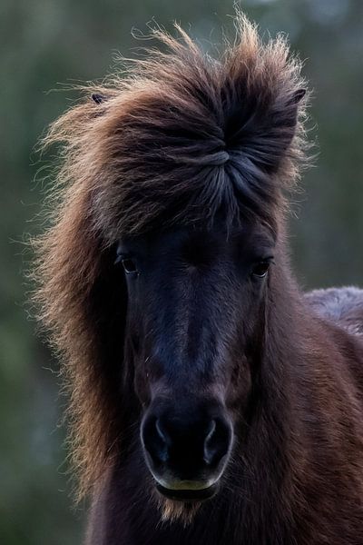 Wildes Haar von Sarah Boonen
