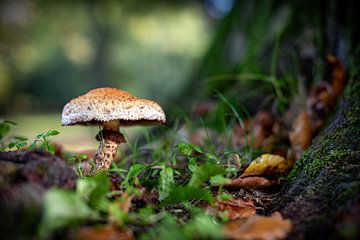 Paddenstoelen in het bos 02 van Arthur Bruinen