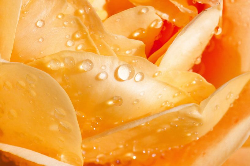 Roses and water drops. by Frank Zuidam