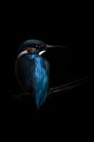 Moody ijsvogel