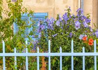 Hibiscus and French shutters