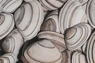 Retro: Striped shells in different brown/beige shades by Marjolijn van den Berg thumbnail