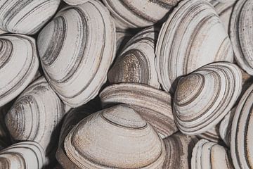 Retro: Striped shells in different brown/beige shades