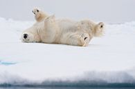 Polar bear rolling through snow at Svalbard sur Caroline Piek Aperçu