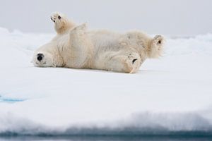 Polar bear rolling through snow at Svalbard sur Caroline Piek