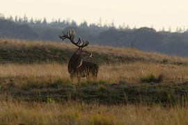Rotwild während der Brunftzeit auf der Hoge Veluwe
