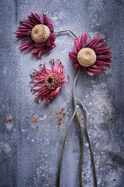 Getrocknete Gerbera auf einem Zinksockel. von Karel Ham