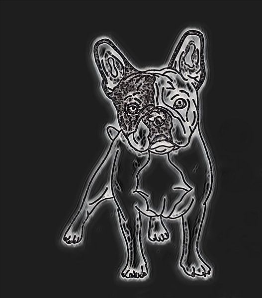 Bulldog ( drawing ) by Jose Lok
