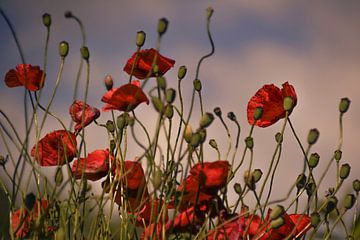 Klatschmohn von Christine Nöhmeier