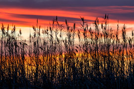 Des herbes au coucher du soleil sur Voss photographie