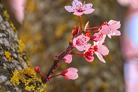 Zarte Frühlingsblüten an einem Baumstamm von Photoart-Naegele