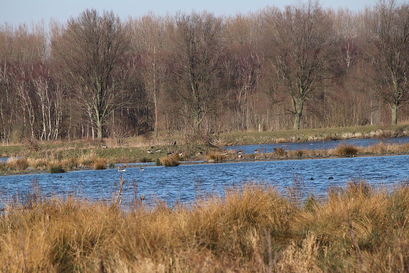 Broekpolder Vlaardingen by Henk van Holten