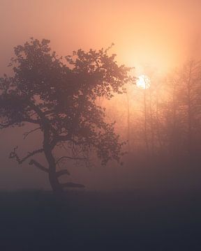 Neblige Stimmung oder launischer Nebel? von Erel Turkay
