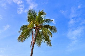 Palmbomen op tropische stranden in de Seychellen van MPfoto71