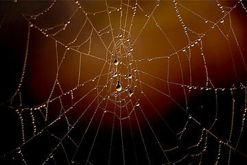 Spinnenweb met dauwdruppels van G. Tiemens
