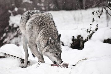 Grijze wolf op witte sneeuw met een stuk vlees. het beest is voorzichtig, het sneeuwt. Wolf kijkt ve van Michael Semenov