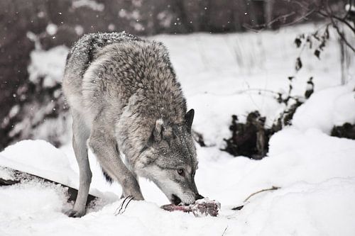 Gray wolf on white snow with a piece of meat. the beast is cautious, it is snowing. Wolf suspiciousl