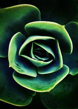 DARKSIDE OF SUCCULENTS XIV-A