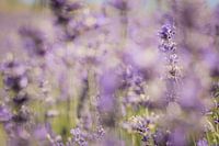 Lavendel