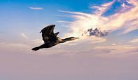 Der Kormoran