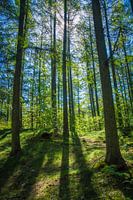 The forest through the trees