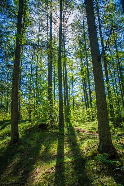 The forest through the trees by Esther's Photos
