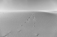 Traces in the dunes