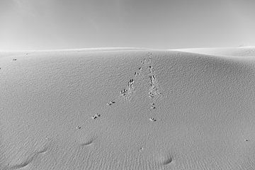 Traces in the dunes