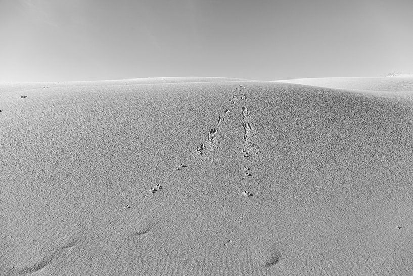 Traces dans les dunes par DuFrank Images