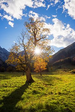 maple tree in the austrian alps by SusaZoom