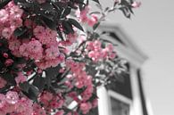 Colorsplash roze lentebloesem in de Zaanstreek von jono broers Miniaturansicht