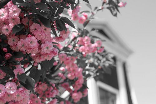Colorsplash roze lentebloesem in de Zaanstreek