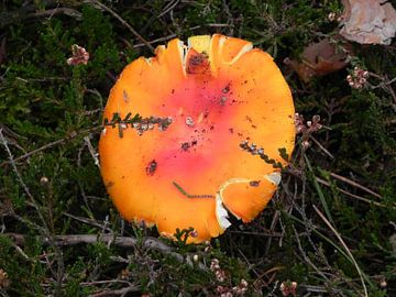 Herfst foto bos paddestoel  geel met rood van Ingrid Van Maurik