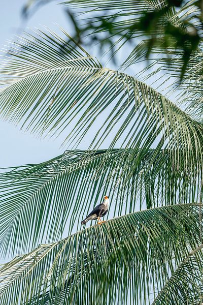Vue tropicale Oiseau sur feuille de palmier par Femke Ketelaar