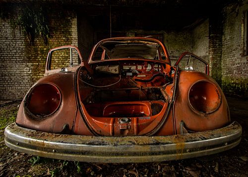 lost orange beetle front