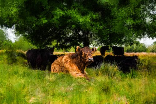Schotse Hooglanders genieten in de schaduw