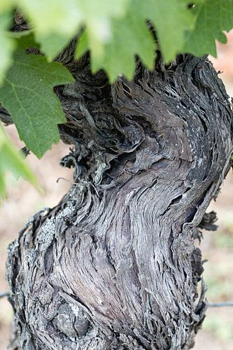 Oude stam van wijnrank