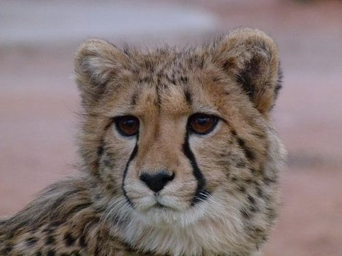 Cheetah close-up.