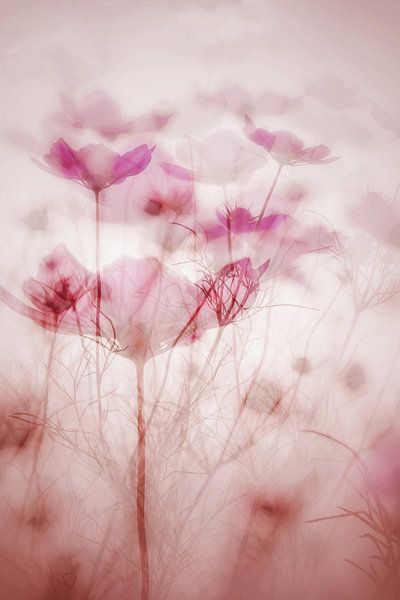 Cosmea in the sky van Maneschijn FOTO