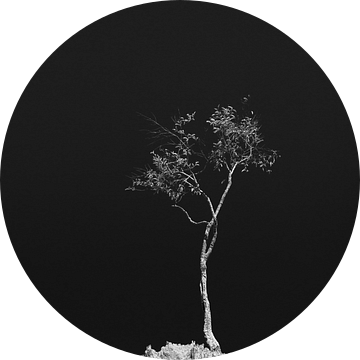 Eenzame boom op heuveltop van Johan Zwarthoed