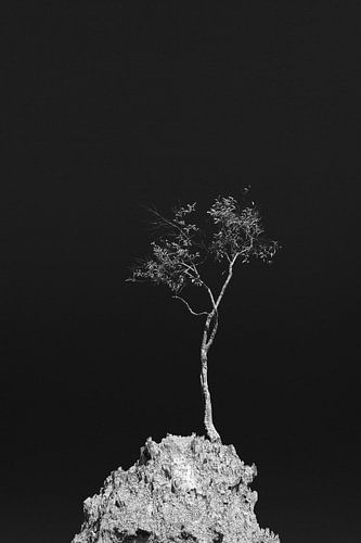 Lonely tree on hilltop