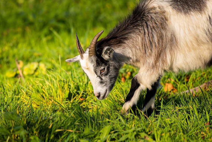 Goat by Timo Videc