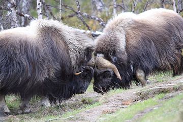 Muskusos Dovrefjell, Noorwegen van Frank Fichtmüller