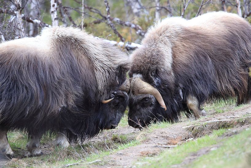 Musk Ox Dovrefjell, Norway by Frank Fichtmüller