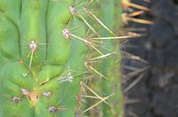Cactus in Lanzarote
